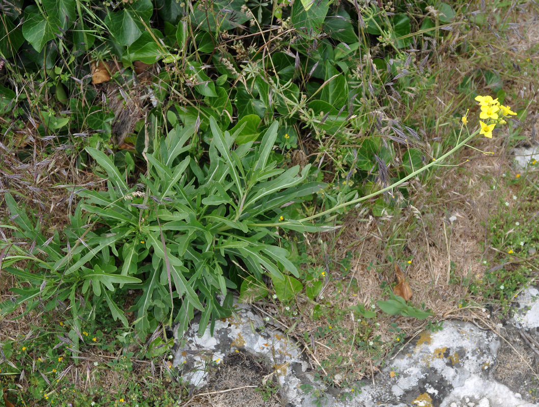 Изображение особи Diplotaxis tenuifolia.