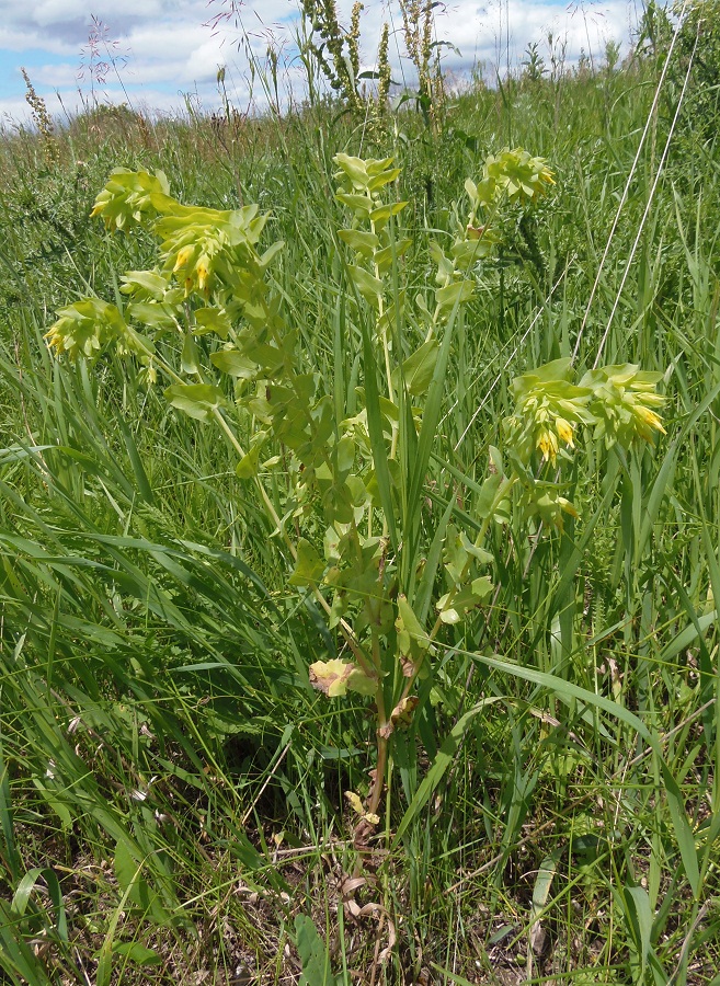 Image of Cerinthe minor specimen.