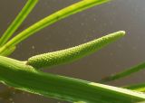 Acorus calamus