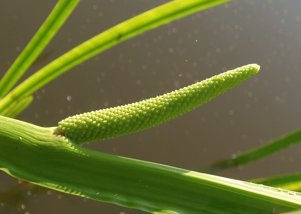 Image of Acorus calamus specimen.