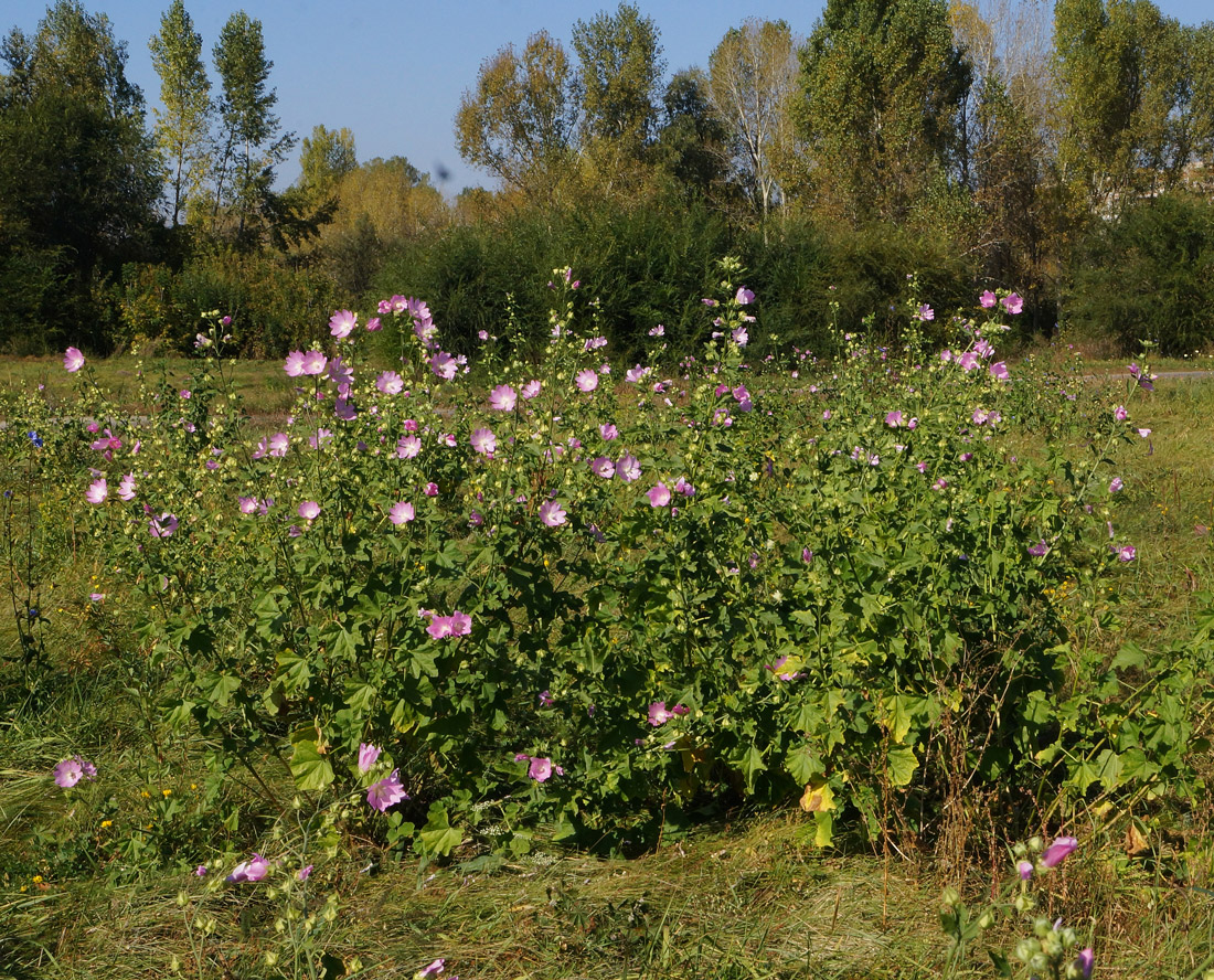 Image of Malva thuringiaca specimen.