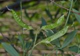 Image of taxon representative. Author is Раду Страту