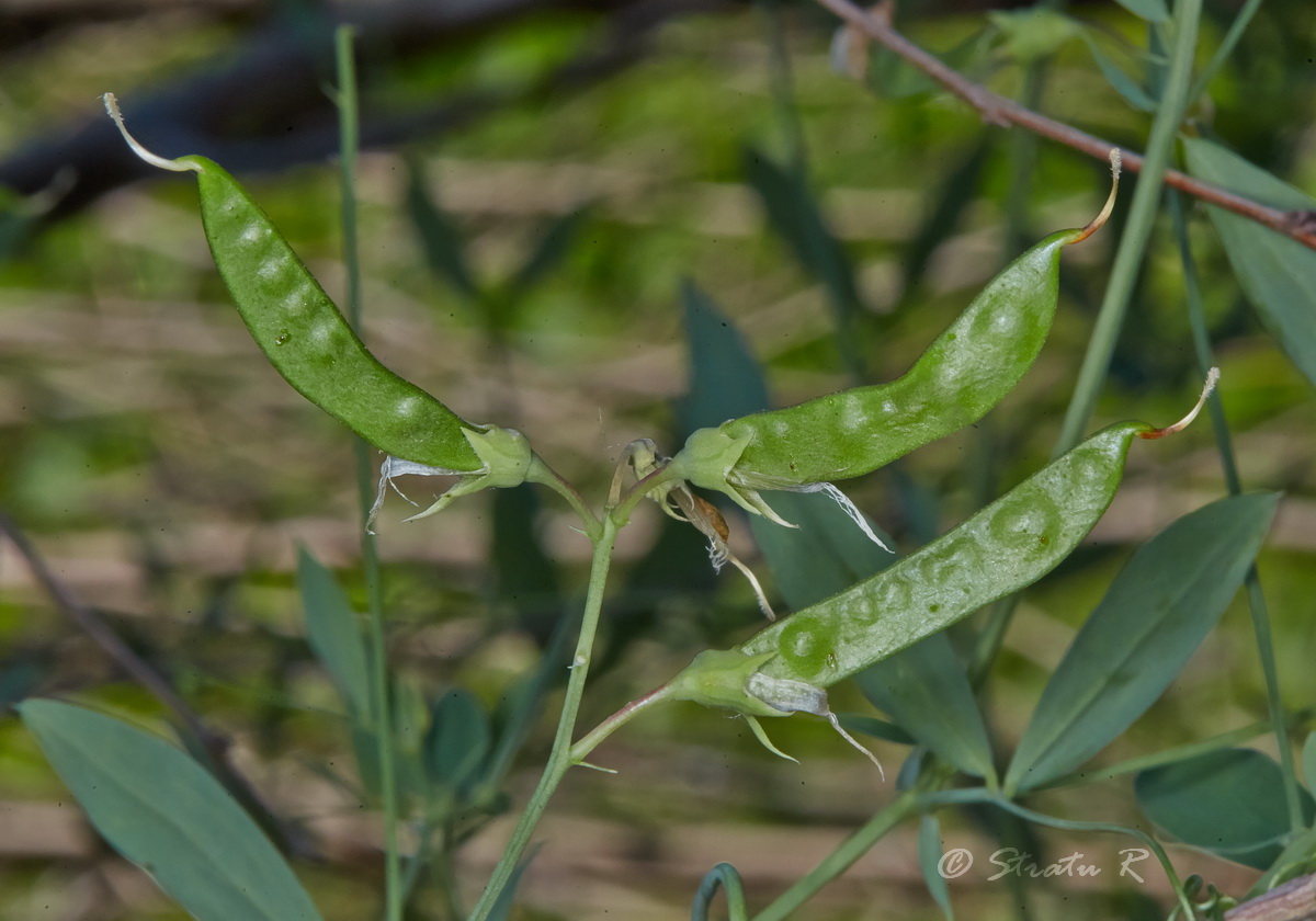 Изображение особи Lathyrus tuberosus.