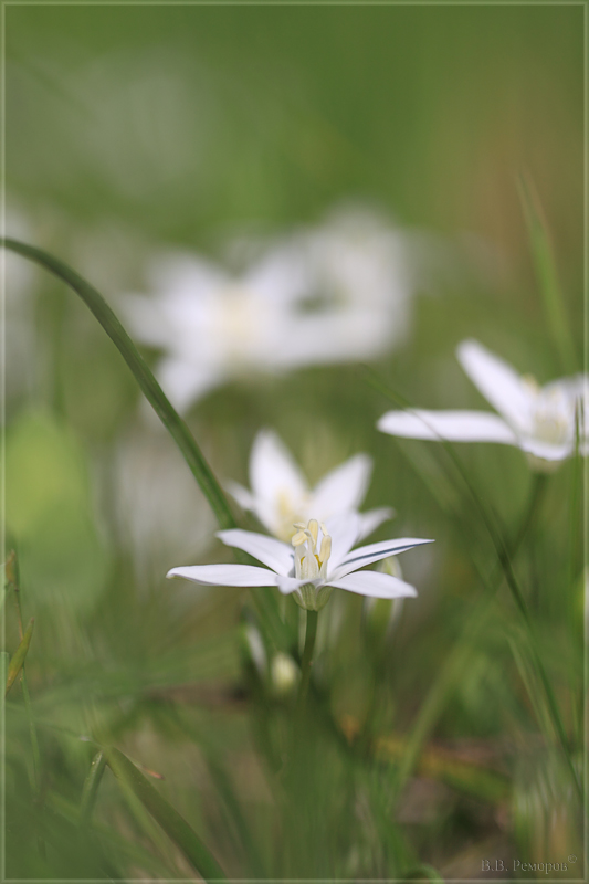 Изображение особи Ornithogalum woronowii.