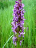 Dactylorhiza incarnata. Соцветие. Нижегородская обл., Починковский р-н, окр. с. Новоспасское, сырое понижение вдоль автомобильной дороги Починки - Маресево. 6 июня 2015 г.