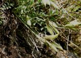 Astragalus permiensis