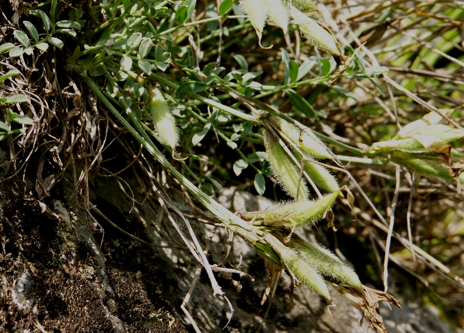 Изображение особи Astragalus permiensis.