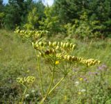 Pastinaca sylvestris. Соплодия с незрелыми плодами. Пензенская обл., Каменский р-н, окр. с. Блиновка, искусственные насаждения сосны обыкновенной по краю широколиственного леса. 10 августа 2016 г.