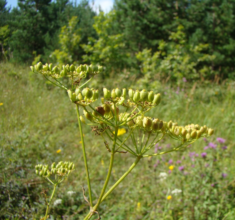 Image of Pastinaca sylvestris specimen.