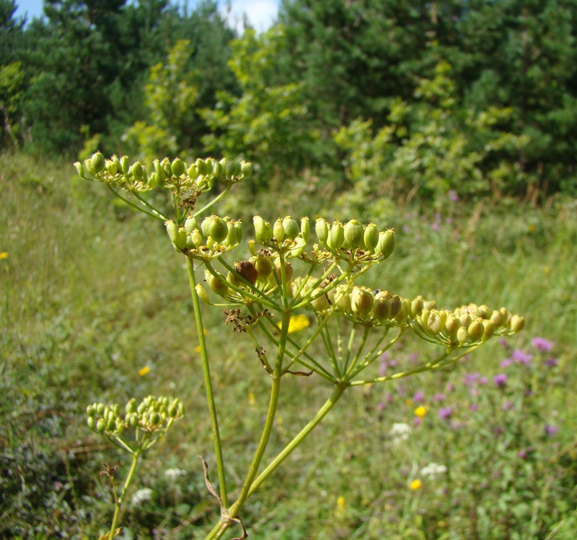 Image of Pastinaca sylvestris specimen.