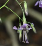 Prenanthes purpurea