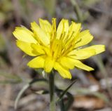 Scorzonera sublanata