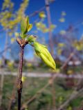 genus Forsythia