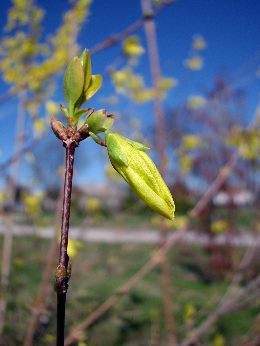 Изображение особи род Forsythia.