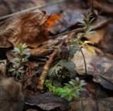 Urtica dioica. Молодое растение в сообществе с Galium. Пермский край, г. Пермь, Кировский р-н, смешанный лес. 16.04.2017.