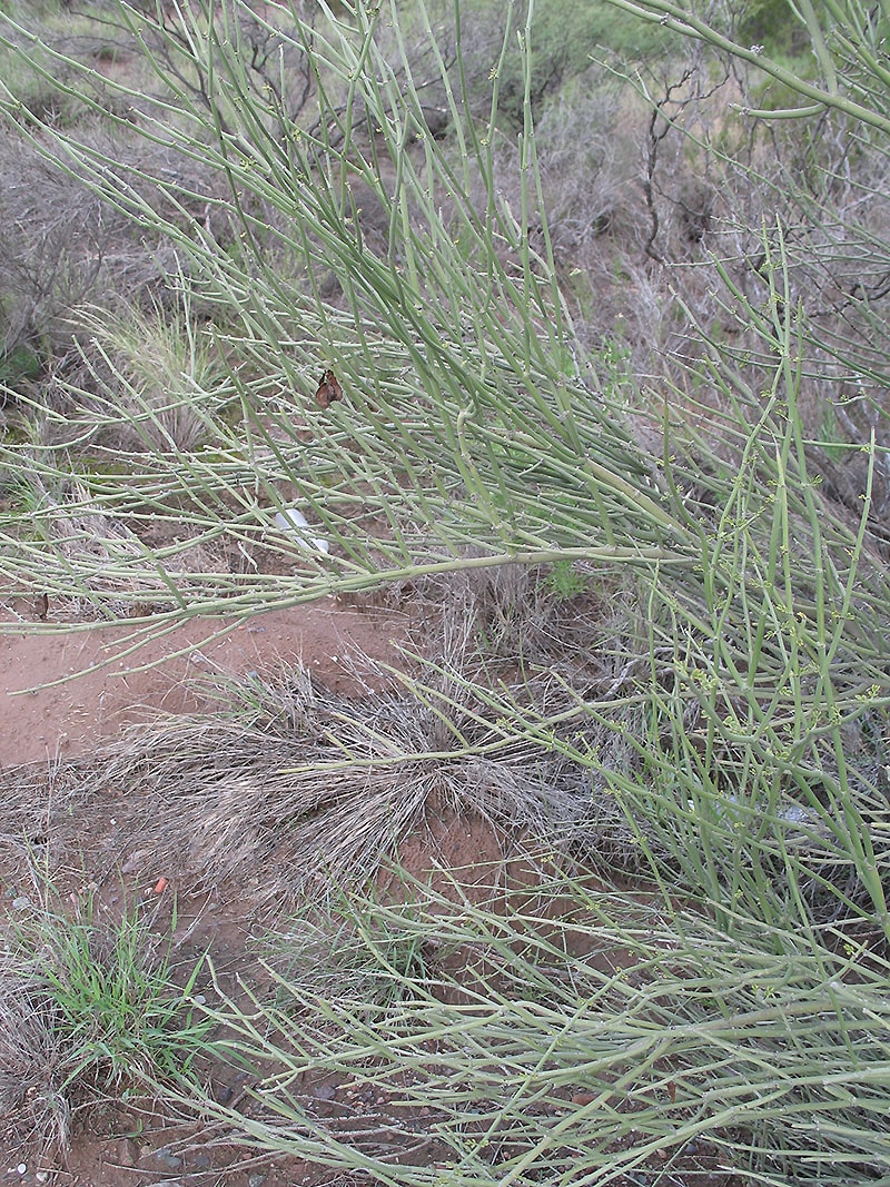 Image of Bulnesia retama specimen.