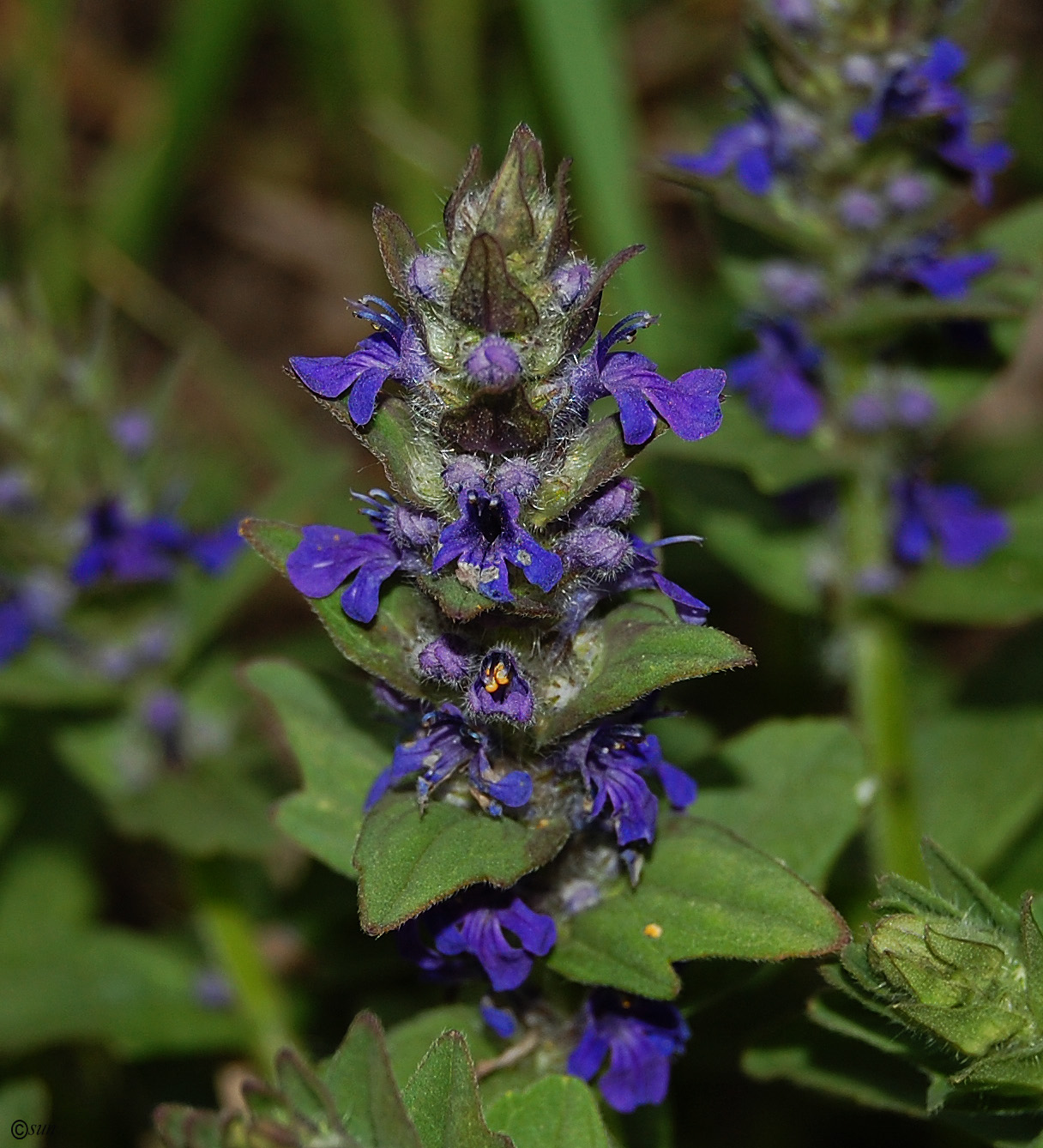 Image of Ajuga genevensis specimen.