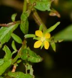 Ludwigia hyssopifolia. Цветок. Таиланд, о-в Пхукет, курорт Ката, край леса у дороги вдоль канала. 11.01.2017.