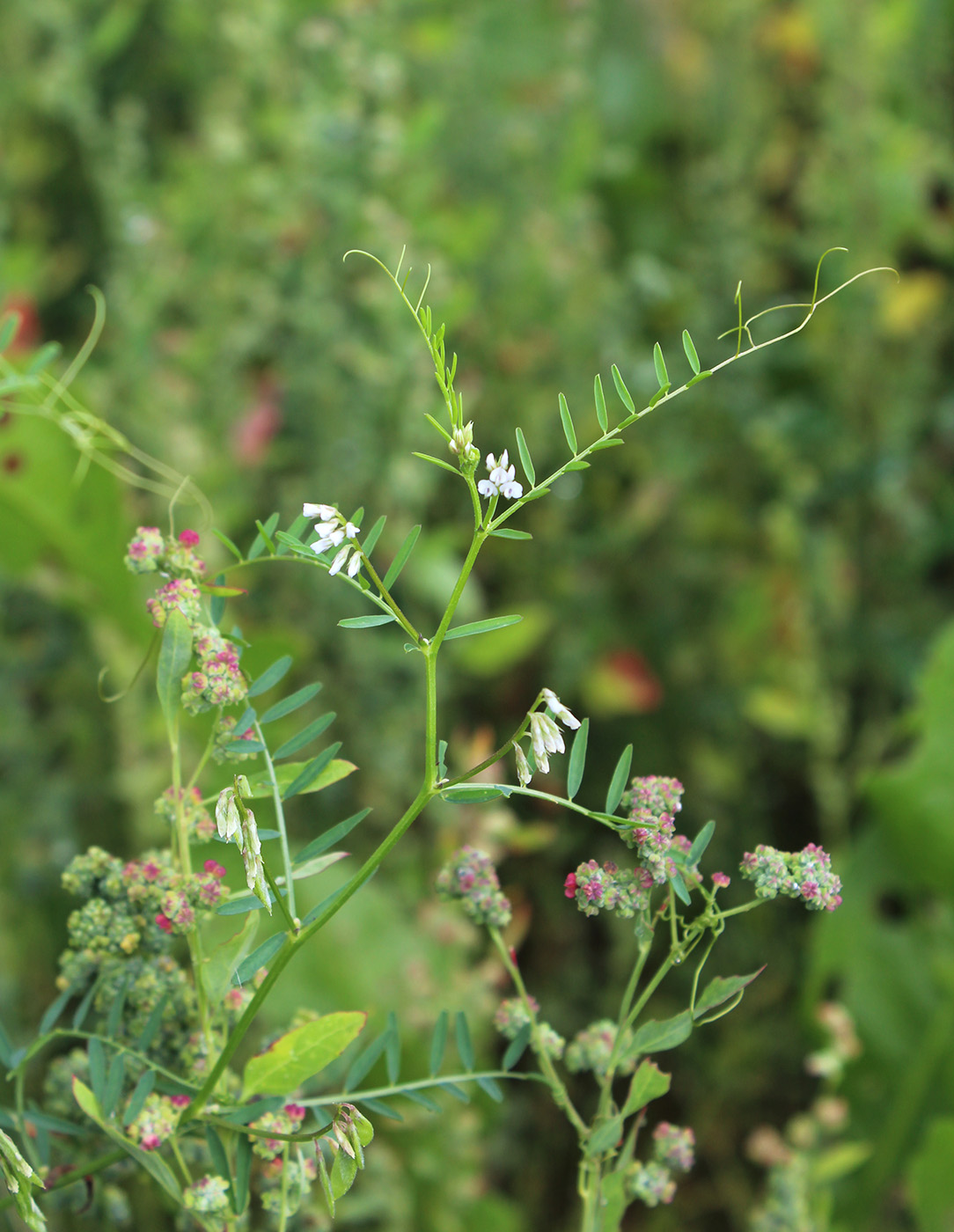 Image of Vicia hirsuta specimen.