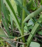 Tulipa biebersteiniana