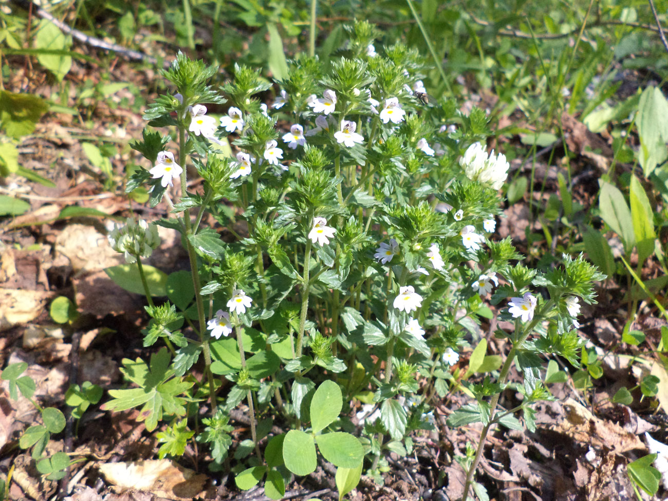 Изображение особи Euphrasia maximowiczii.