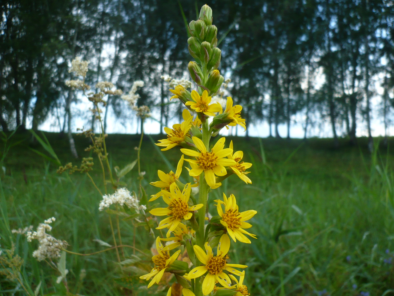 Image of Ligularia sibirica specimen.