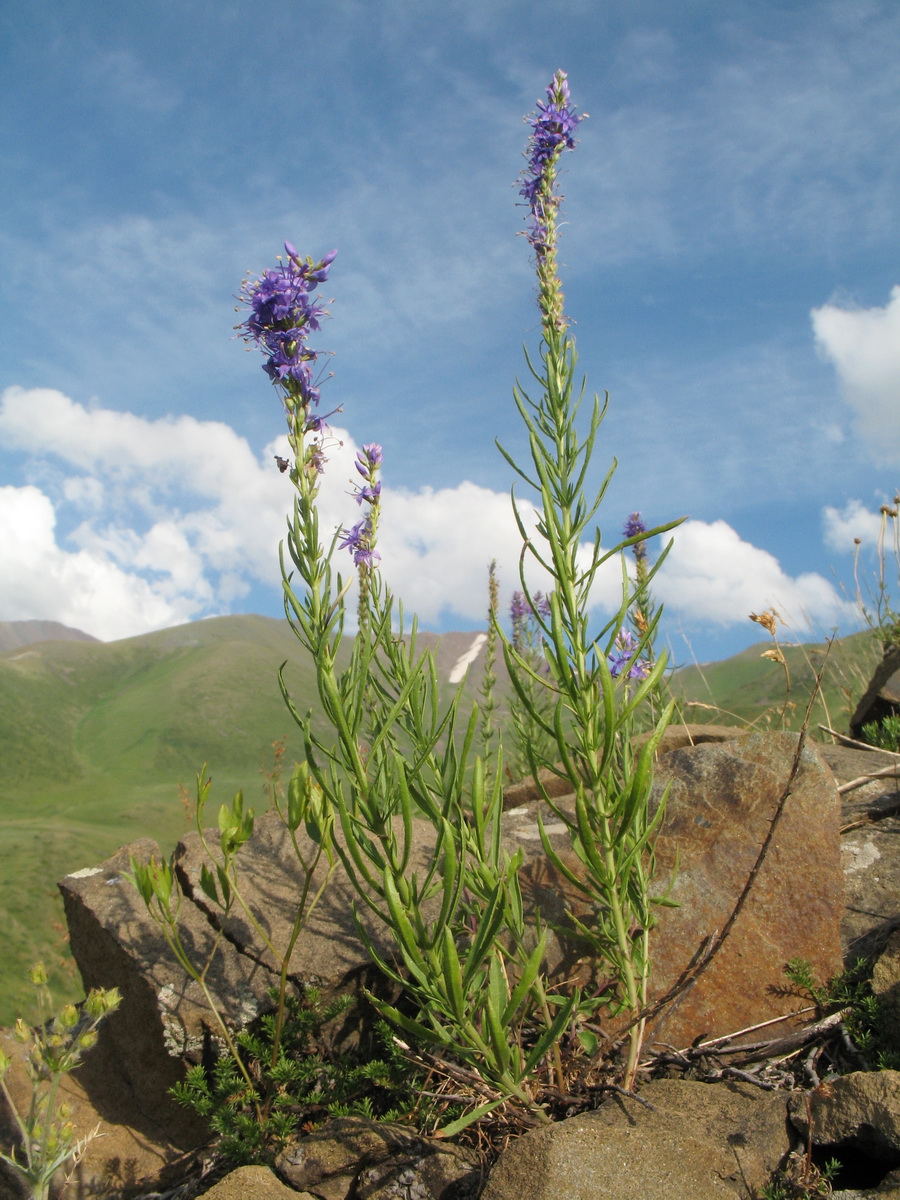 Image of Veronica laeta specimen.