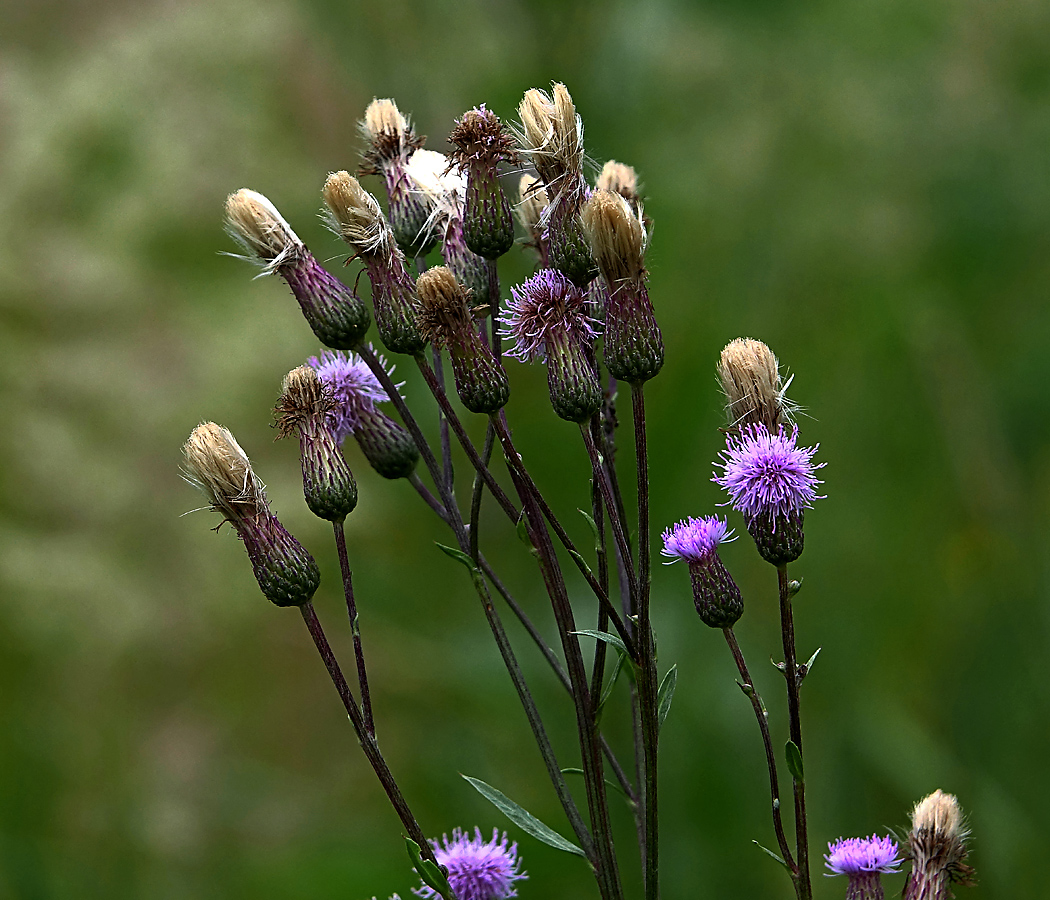 Изображение особи Cirsium setosum.