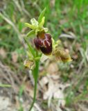 Ophrys mammosa subspecies caucasica. Верхушка побега с соцветием. Краснодарский край, м/о город-курорт Геленджик, окр. пос. Светлый, щель Церковная, можжевелово-дубовое редколесье на юго-восточном склоне к водохранилищу. 6 мая 2017 г.