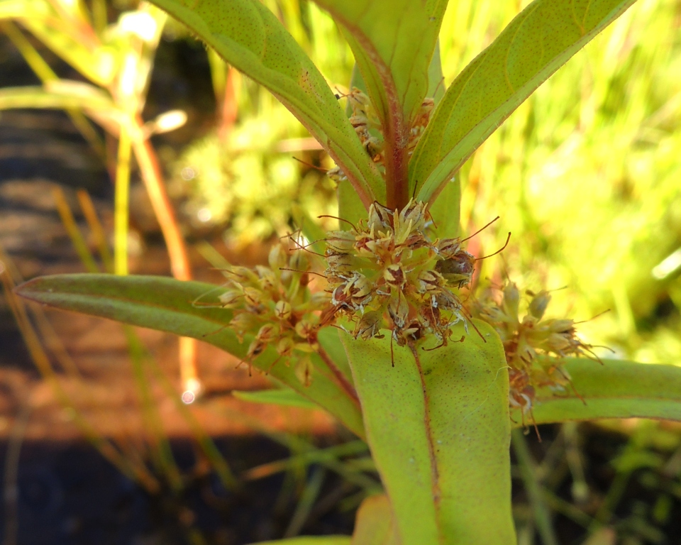 Изображение особи Naumburgia thyrsiflora.