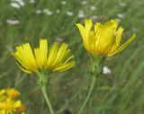 Hieracium filifolium