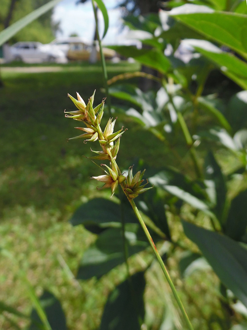 Изображение особи Carex spicata.