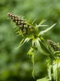 Aconitum septentrionale. Развивающееся соцветие с бутонами. Ленинградская обл., Кировский р-н, дер. Васильково; долина р. Лава, снытево-разнотравный луг на известняке у подошвы склона. 04.06.2017.