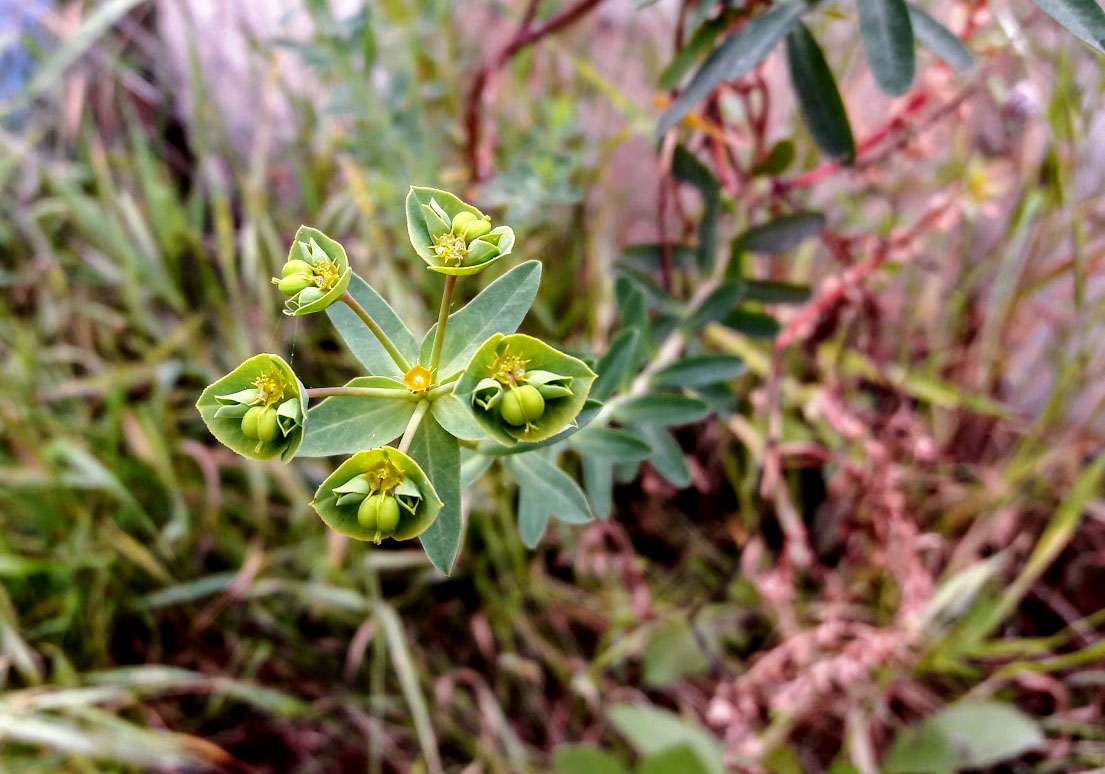 Image of Euphorbia terracina specimen.