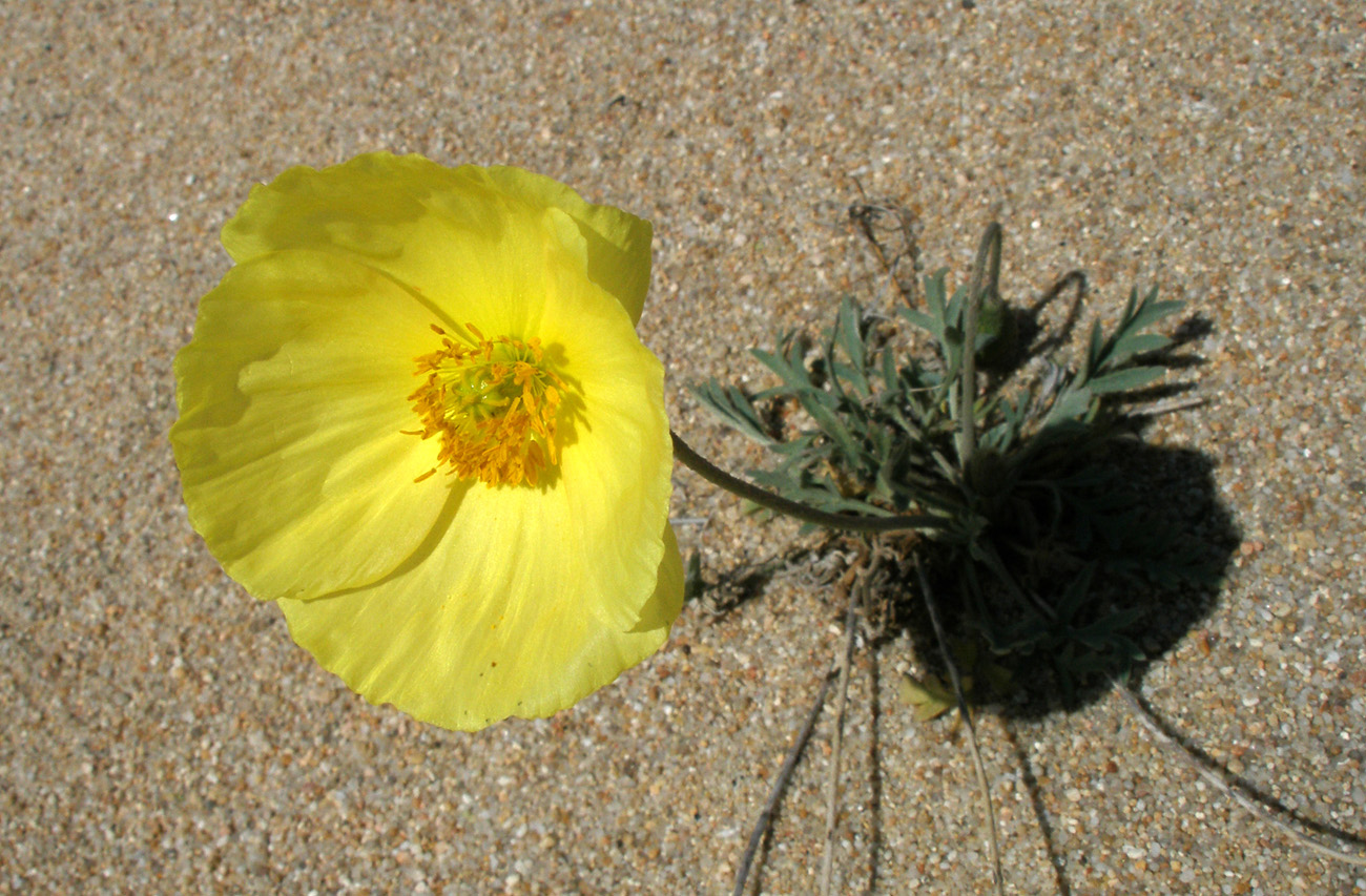 Изображение особи Papaver ammophilum.