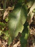 Verbascum ovalifolium. Лист. Украина, Днепропетровская обл., Синельниковский р-н, возле дороги. 21.09.2017.