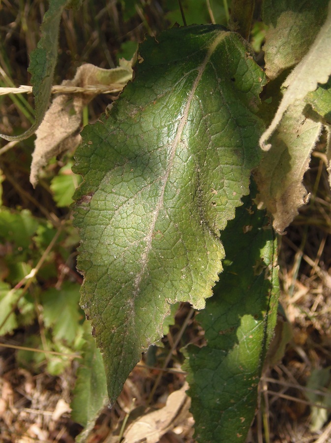 Изображение особи Verbascum ovalifolium.