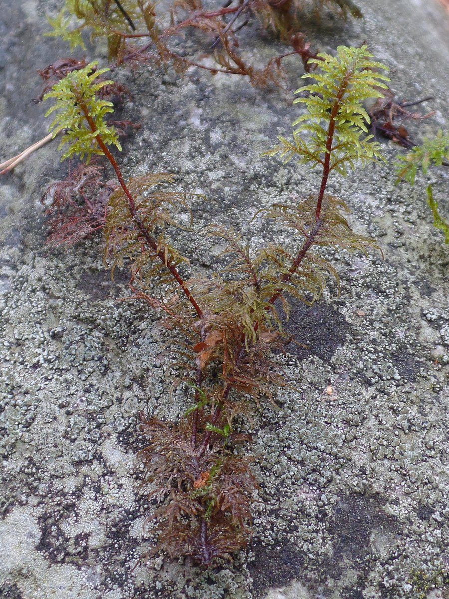 Image of Hylocomium splendens specimen.