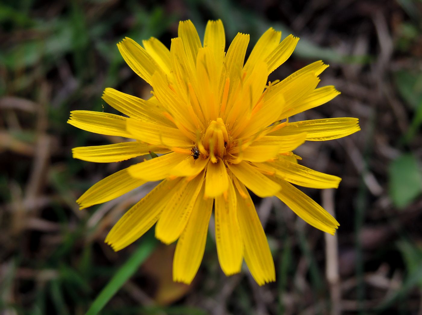 Изображение особи Scorzoneroides autumnalis.