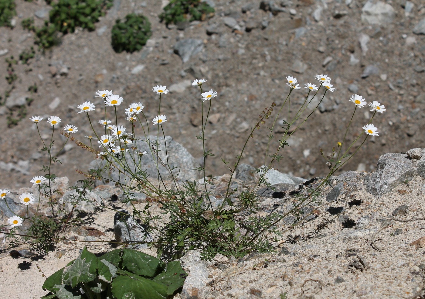 Изображение особи Pyrethrum glanduliferum.