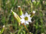 Dichodon viscidum. Соцветие. Крым, Керченский п-ов, степь в окр. с. Бондаренково. 1 мая 2010 г.