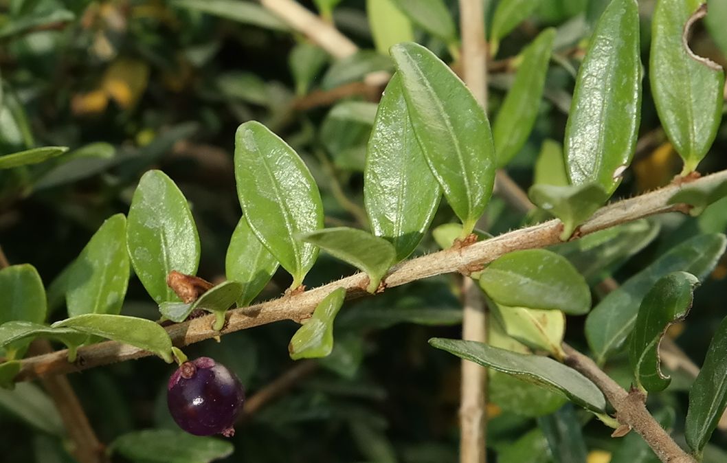 Изображение особи Lonicera ligustrina var. yunnanensis.