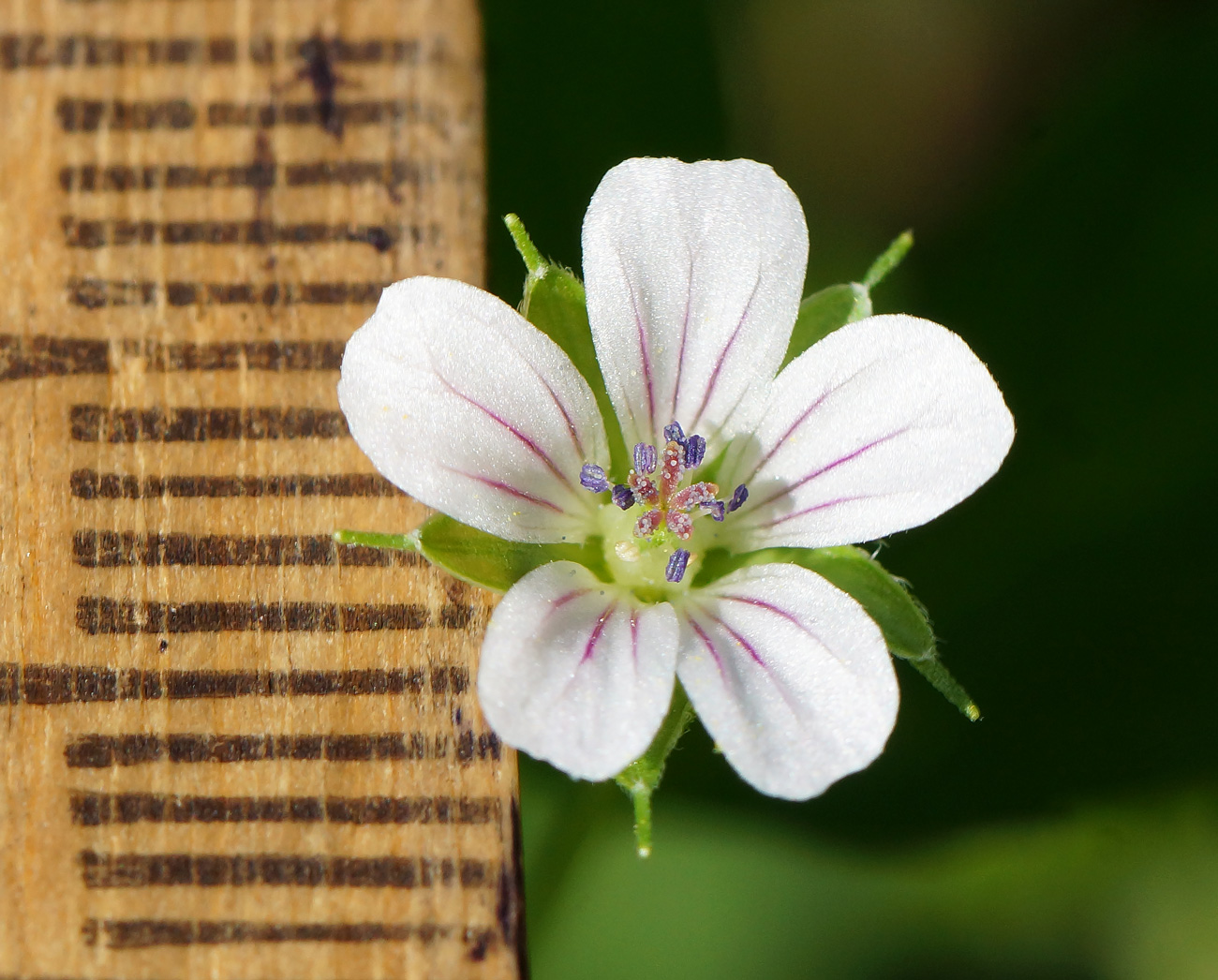 Image of Geranium sibiricum specimen.