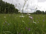 Leucanthemum vulgare. Верхушки цветущих растений. Тверская обл., Кимрский р-н, залежь посреди смешанного леса. 07.07.2017.