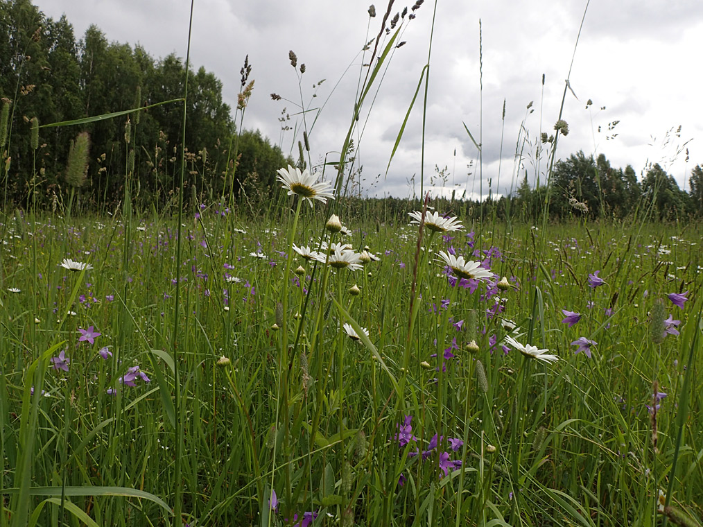 Image of Leucanthemum vulgare specimen.