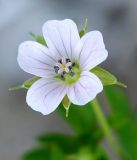 Geranium sibiricum. Цветок. Бурятия, окр. пгт Гусиноозерск. 12.07.2014.