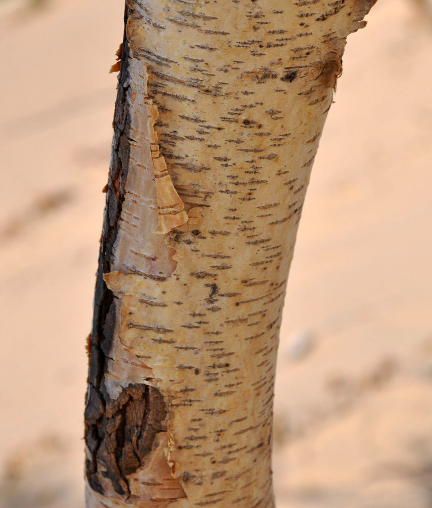 Image of Betula microphylla specimen.