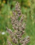 Calamagrostis epigeios. Верхушка соцветия. Восточный Казахстан, г. Усть-Каменогорск, правый берег р. Иртыш, луг. 04.07.2017.