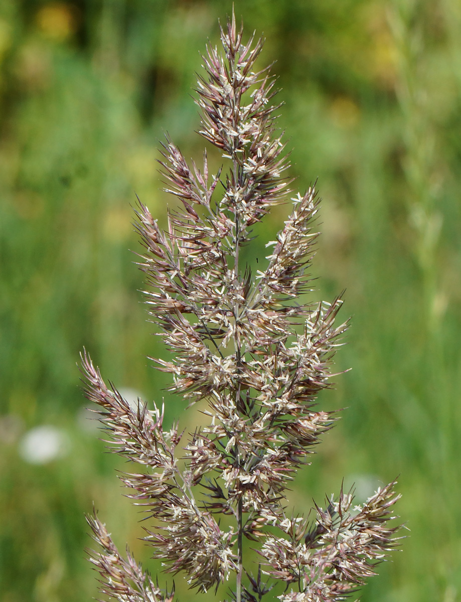 Изображение особи Calamagrostis epigeios.