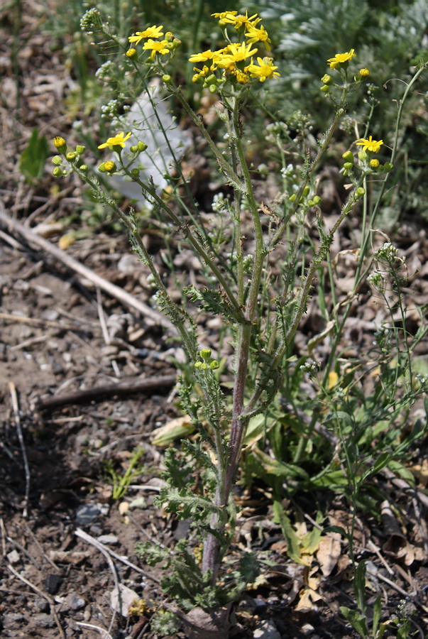 Изображение особи Senecio vernalis.